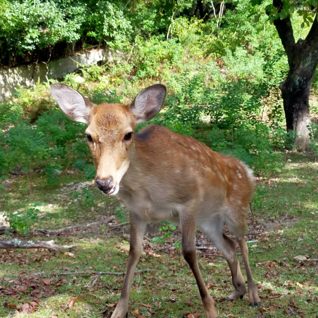 ご飯をくれと寄ってくる鹿